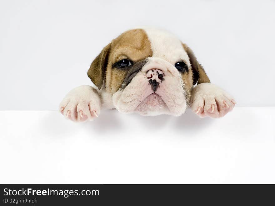 English Bulldog puppy in front of white background with space for text. English Bulldog puppy in front of white background with space for text.