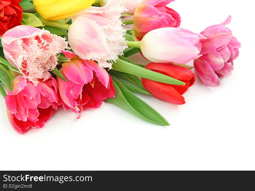 Colorful tulips isolated on white background