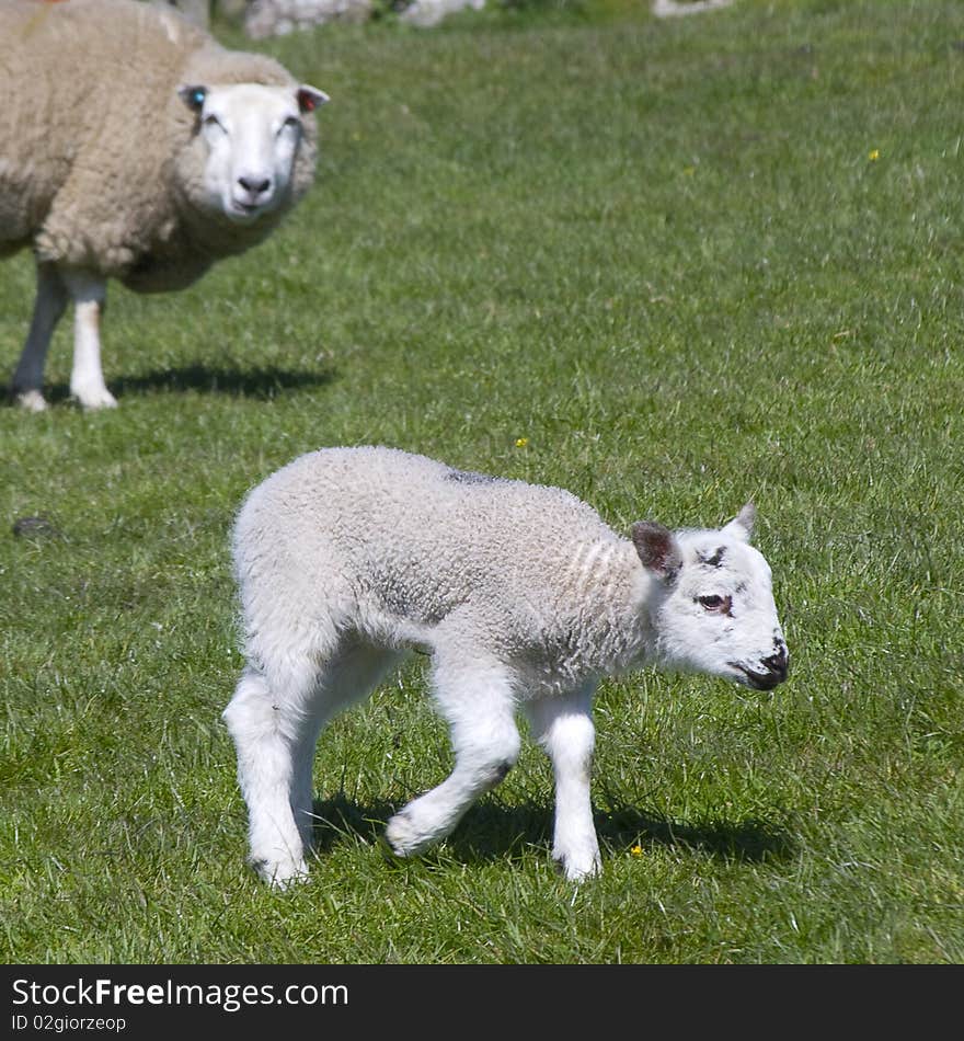 Lamb in field