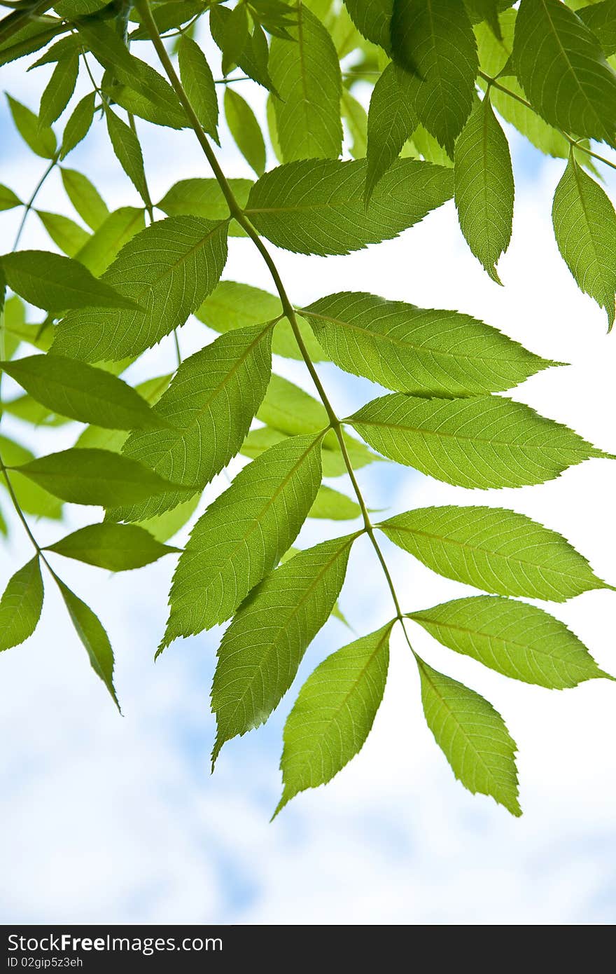 Closeup shot of green leaves