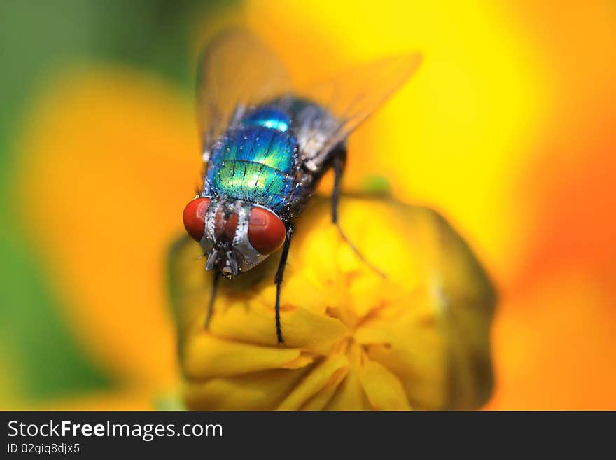 Green-blue fly on a yellow flower