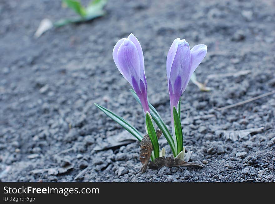 There are crocus on the grey ground. There are crocus on the grey ground