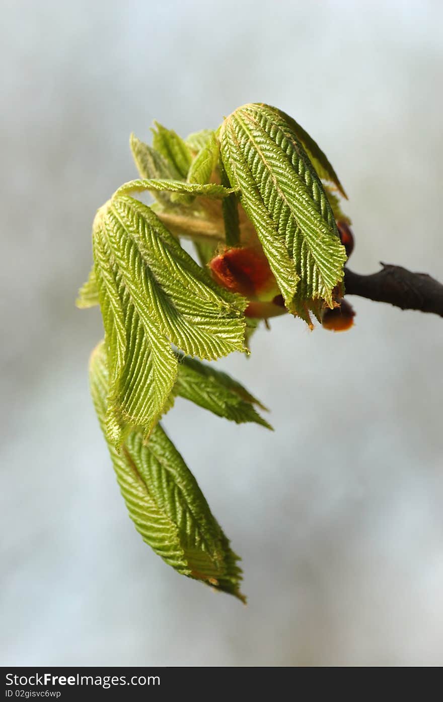 New born horse chestnut spring leaves in the park