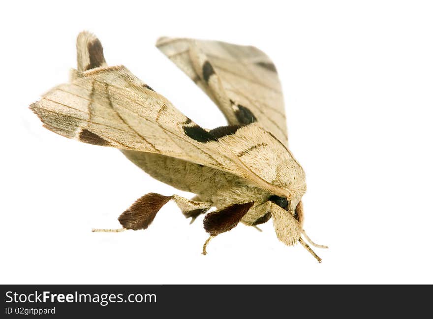 Macro shot of a moth on white background