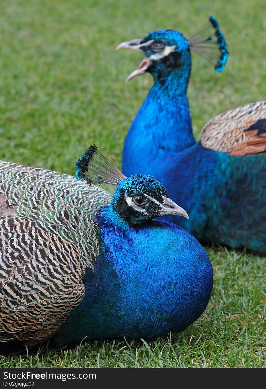 Peacocks in the grass to rest.