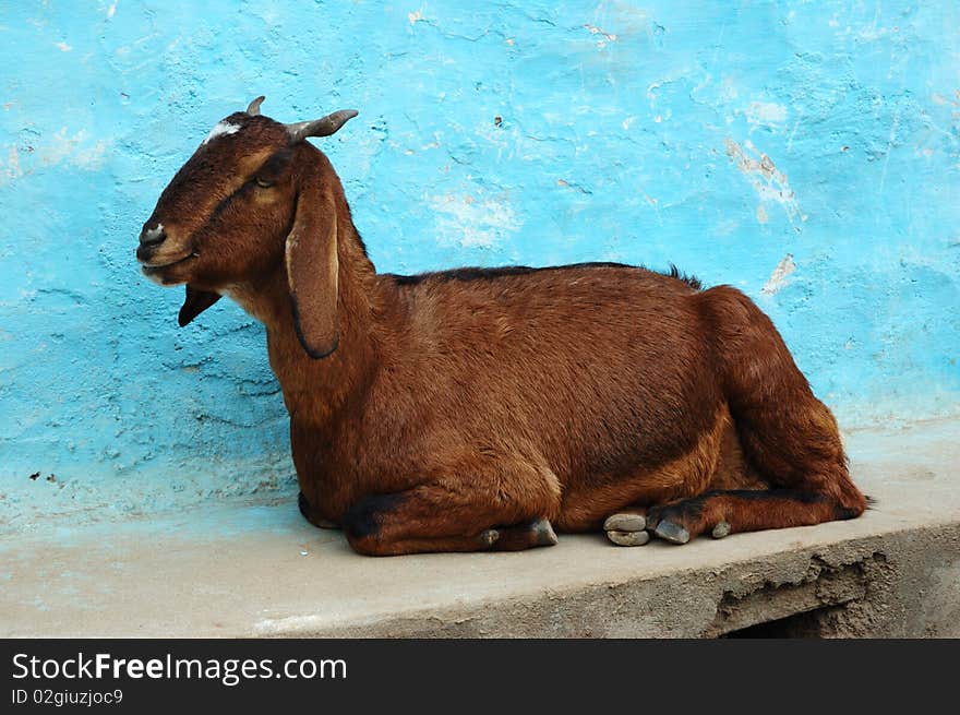 Goat lying on the ground ,Asia