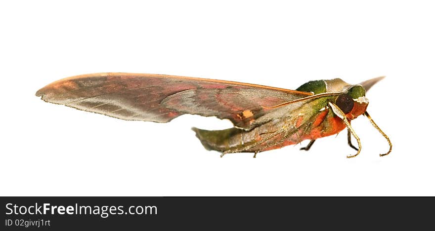 Macro shot of a moth on white background