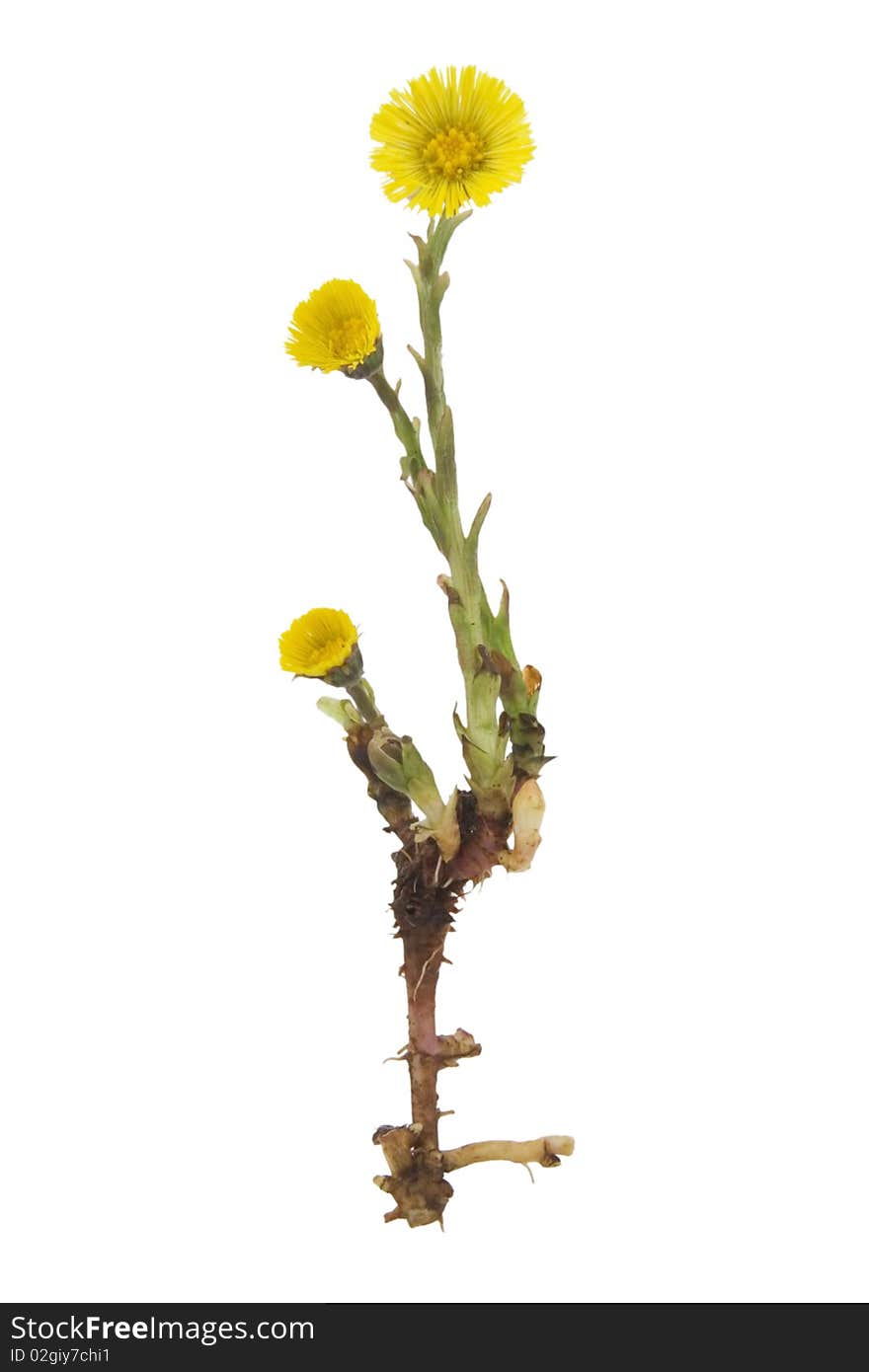 Coltsfoot medical- Tussilago farfara on white background.