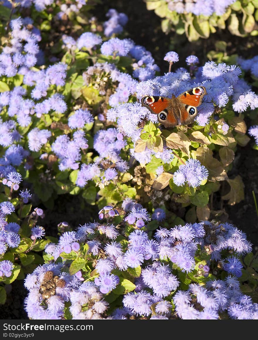 Butterfly on the flowers