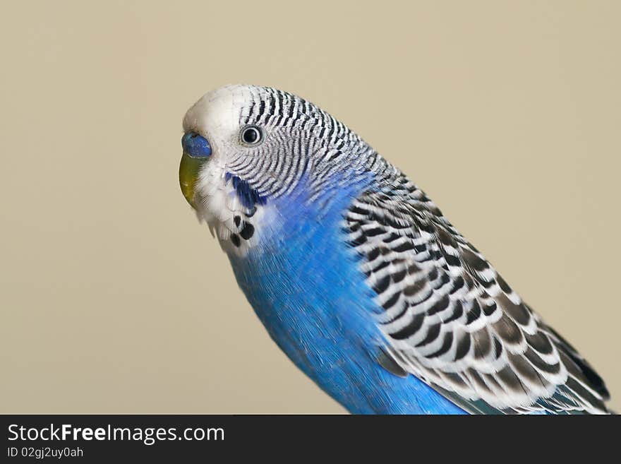 Flamboyant parrot Melopsittacus undulatus