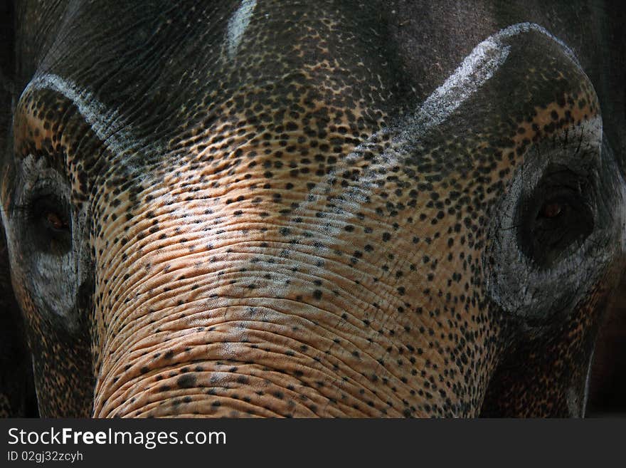 The elephant in Thailand zoo, Samphran