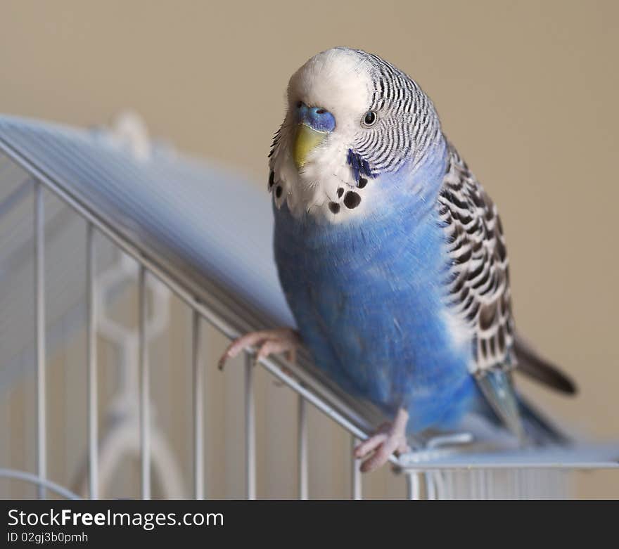 Flamboyant parrot Melopsittacus undulatus