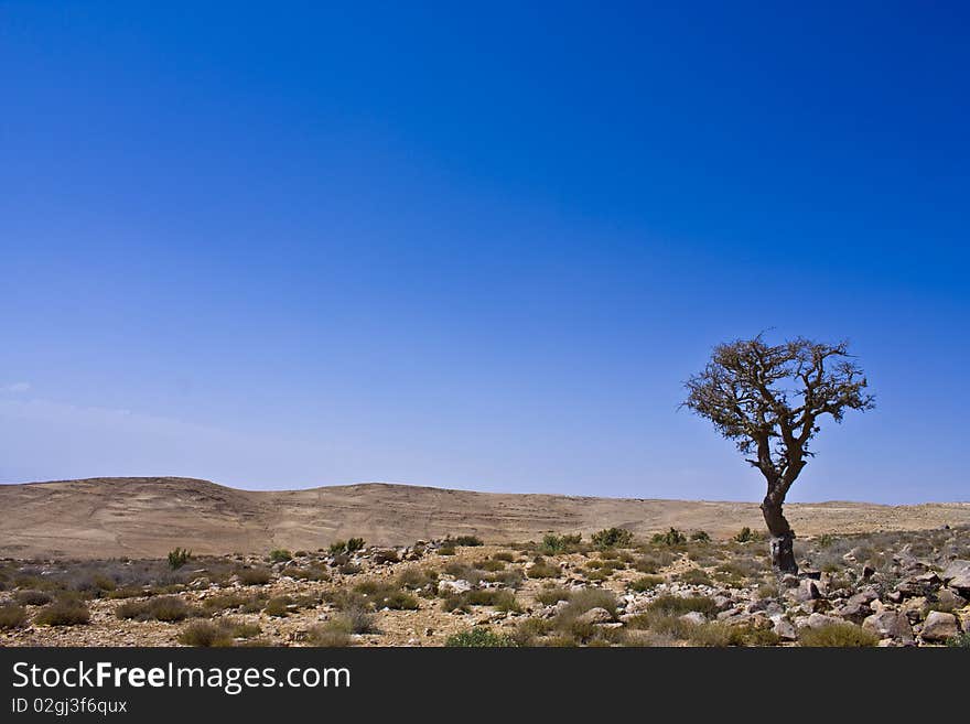 Lonely Tree