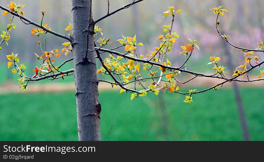 Poplar tree in spring