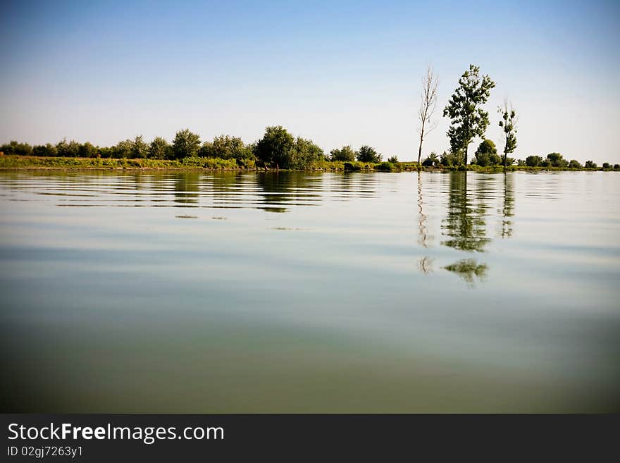 Forest on the lake