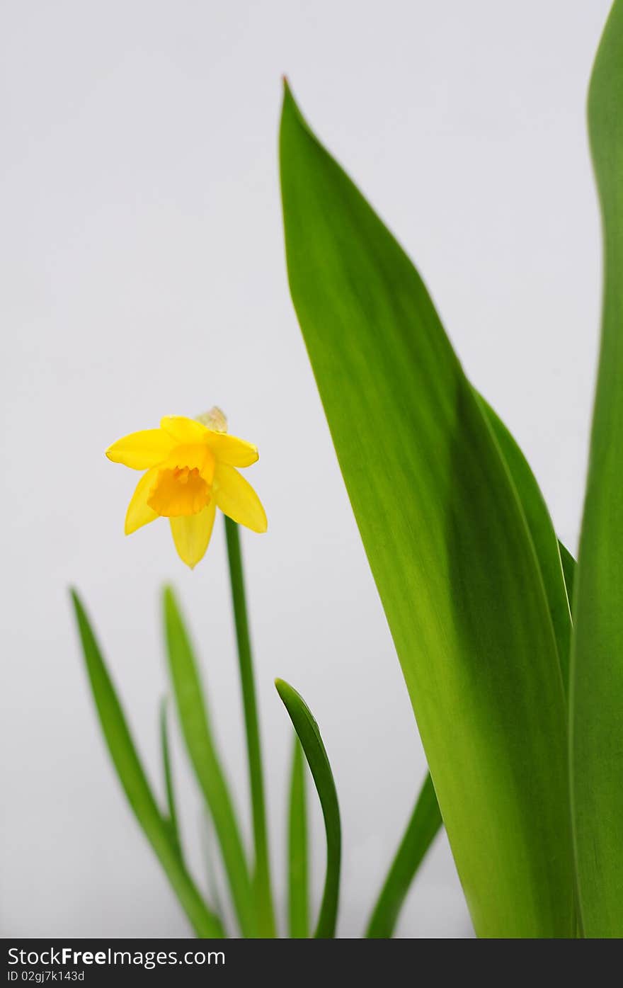 Picture of a daffodil with tulip leaves