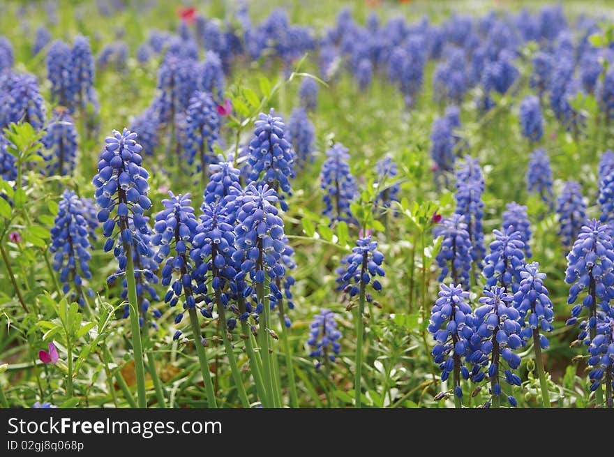 Blue Muscari