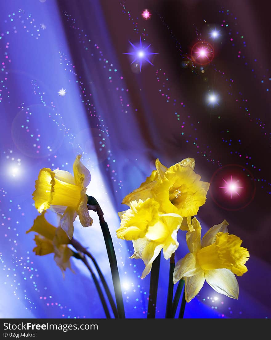 Wonderful background with narcissuses and stars