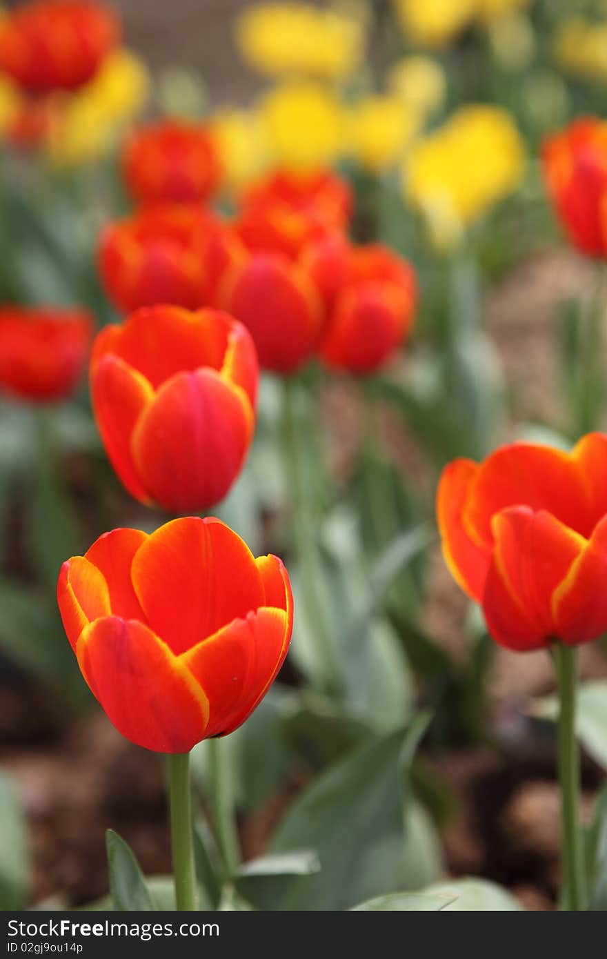 Tulips Field Close-up