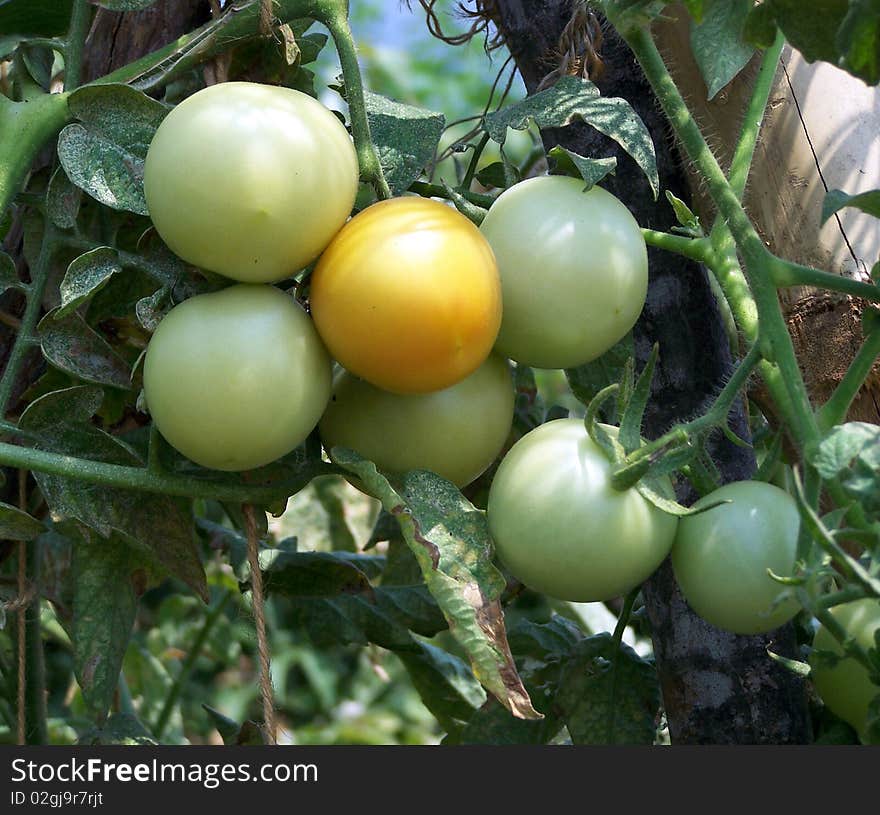 Young tomatoes in tomato field