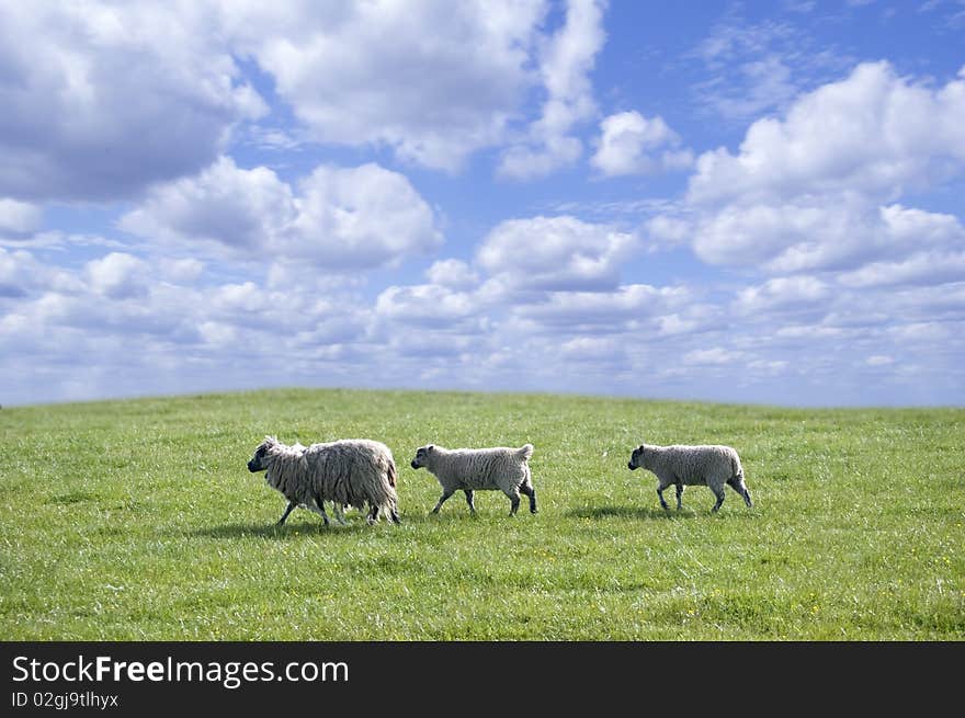 Sheep In A Meadow