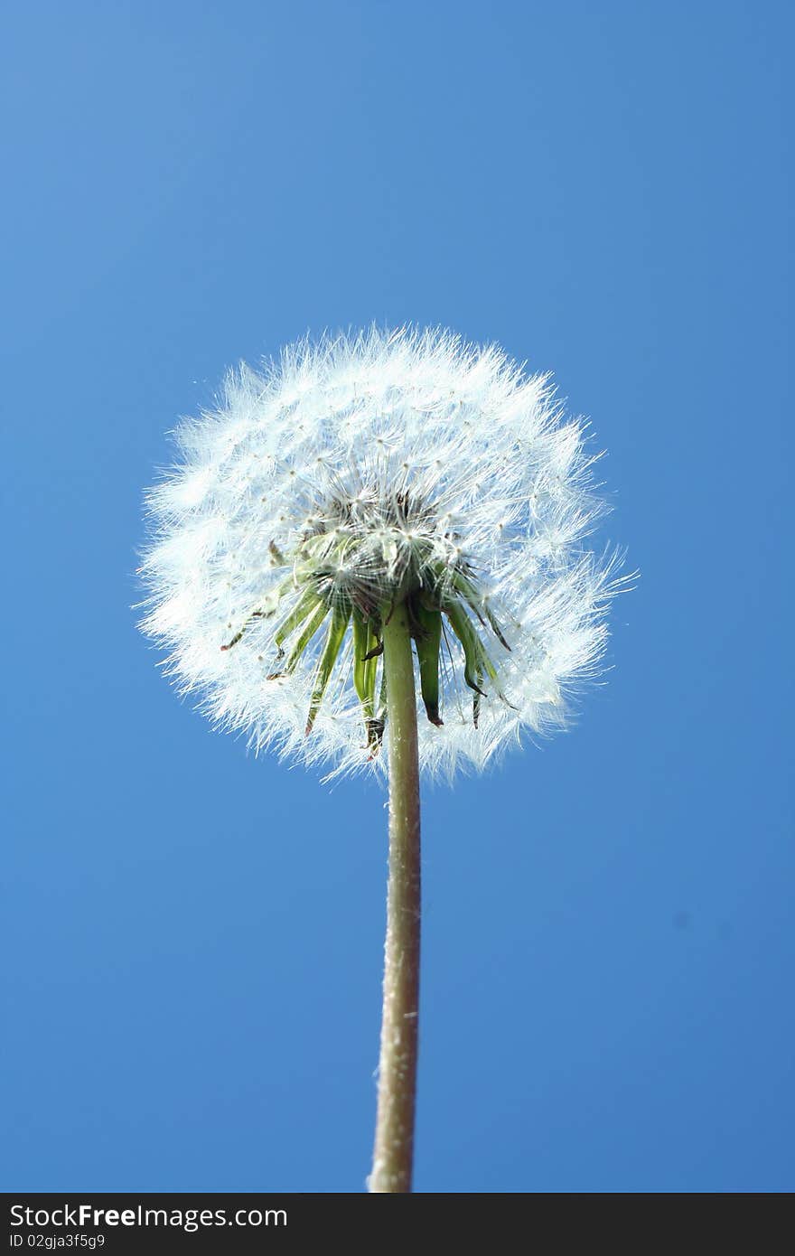 A dandelion clock against blue sky