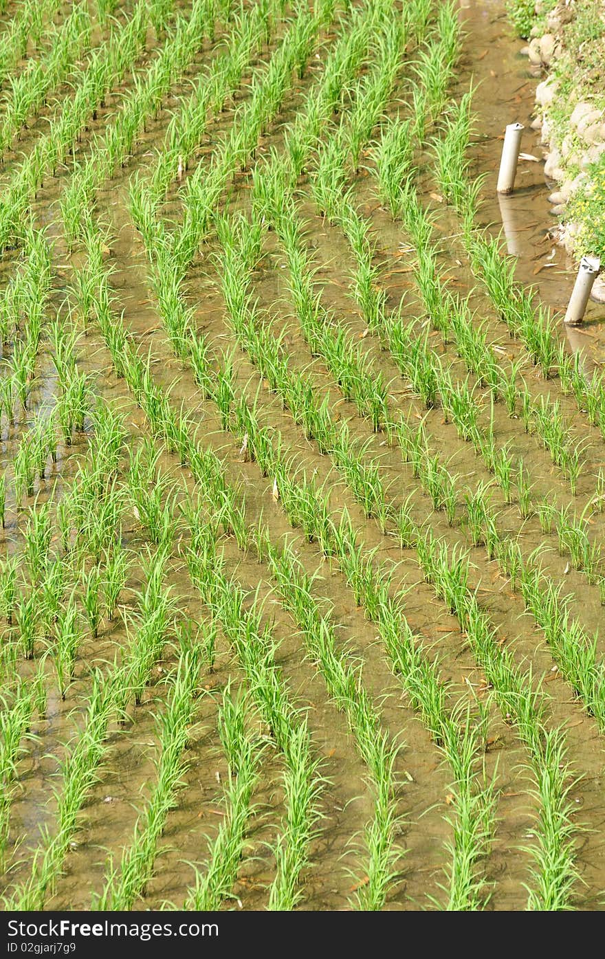 Rice Field