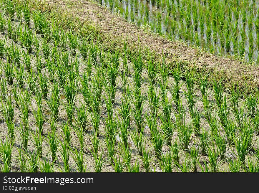 Rows of the rice field