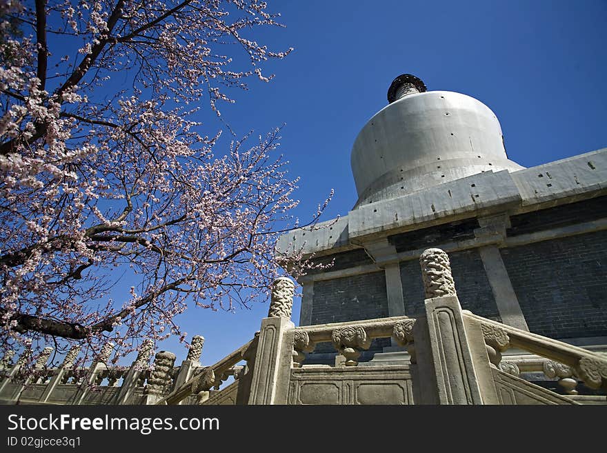 White pagoda  with blooming Peach Flower