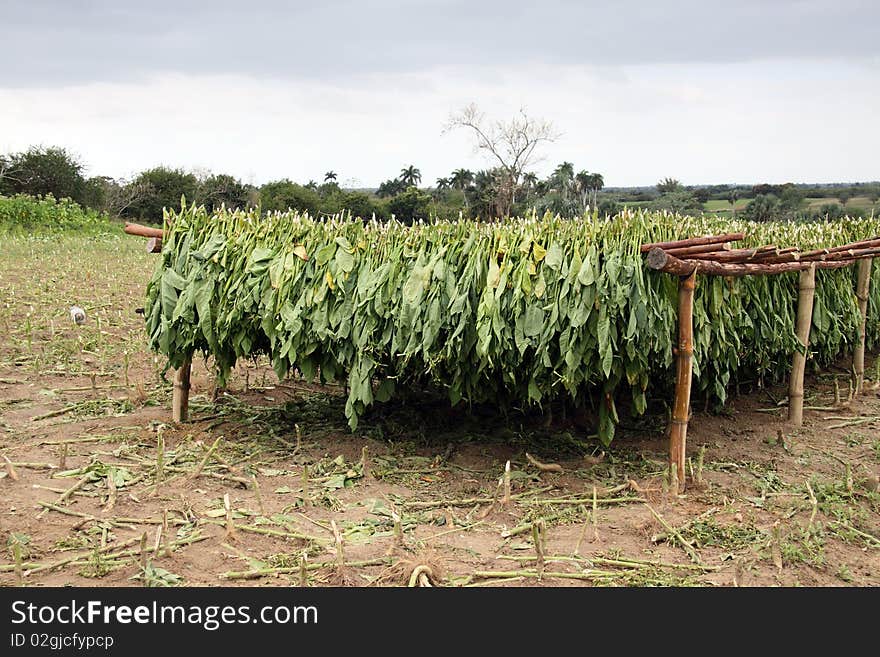 Tobacco leafs drying in a farm, cuba