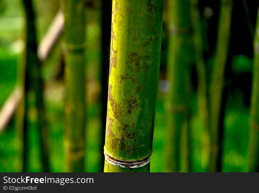 Bamboo forest