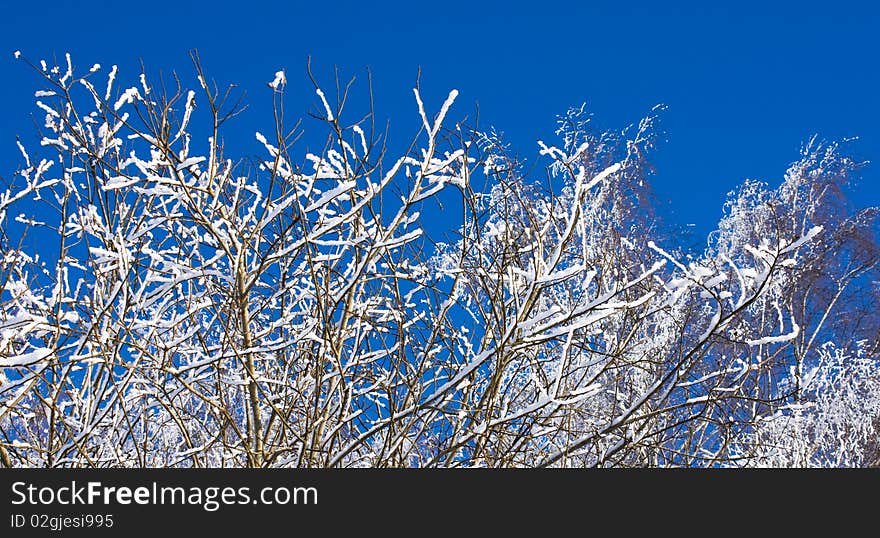 Snow covered branches in winter