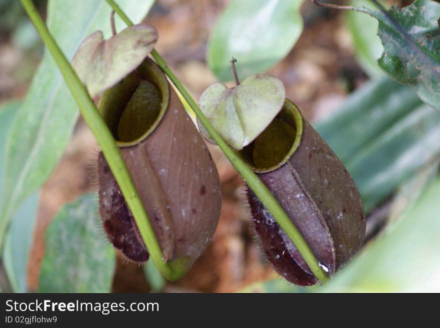 Tropical carnivorous flowers. Predatory florets growing to Borneo. Tropical carnivorous flowers. Predatory florets growing to Borneo.