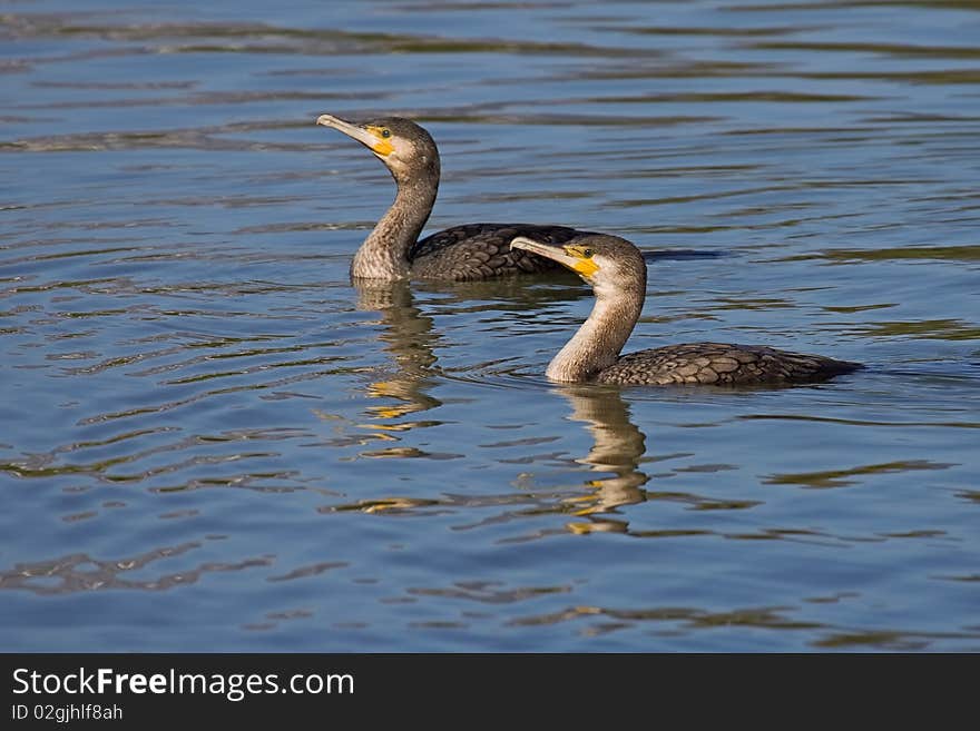 Cormorants