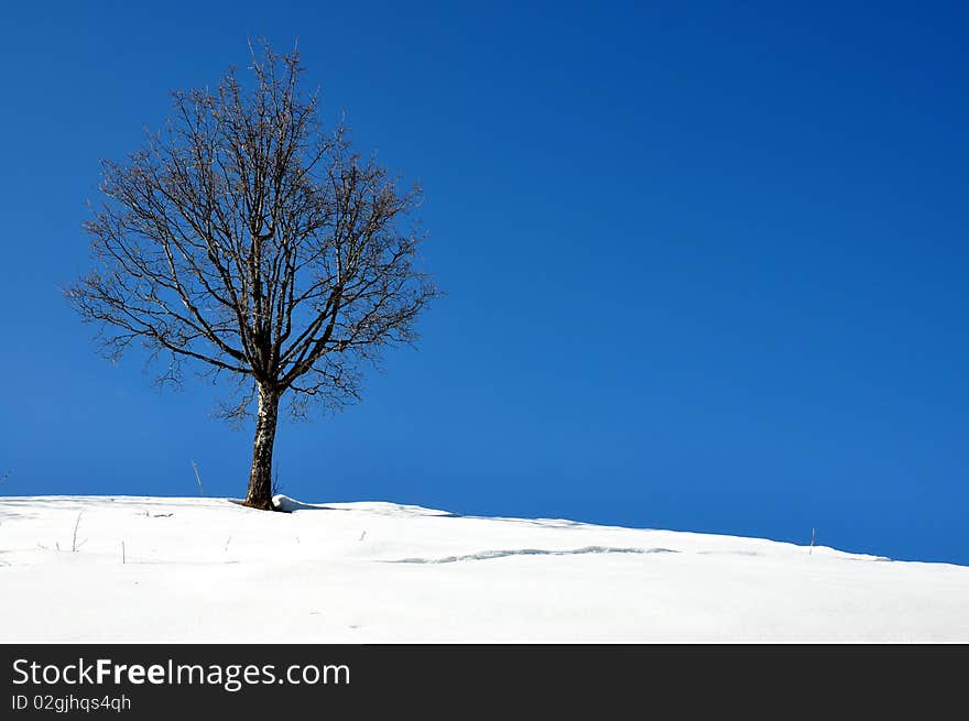 An isolated tree in mountain with a beautiful sky and snow