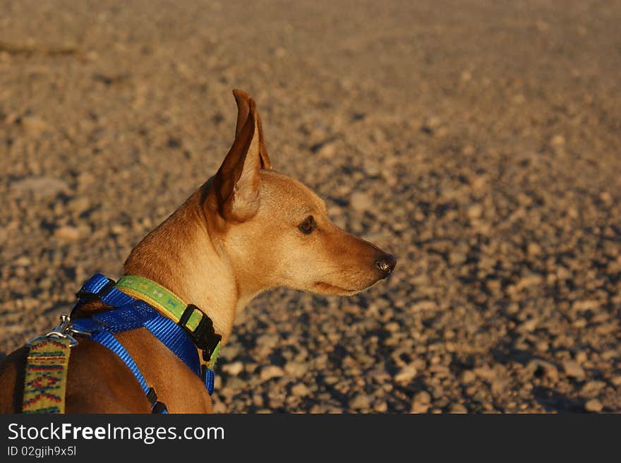 Beautiful little min pin checking the sites in the desert of Arizona. Beautiful little min pin checking the sites in the desert of Arizona