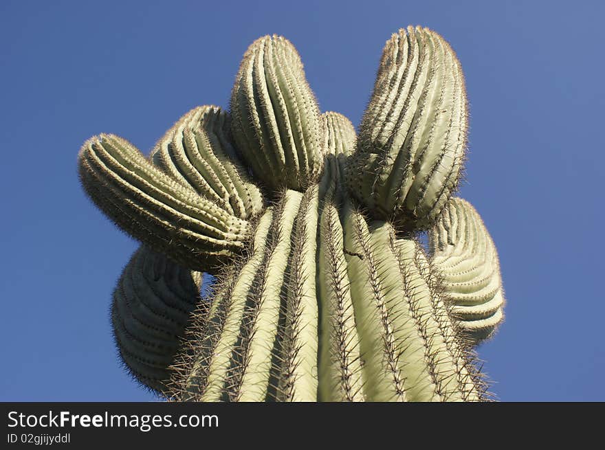 Cactus In The Sun