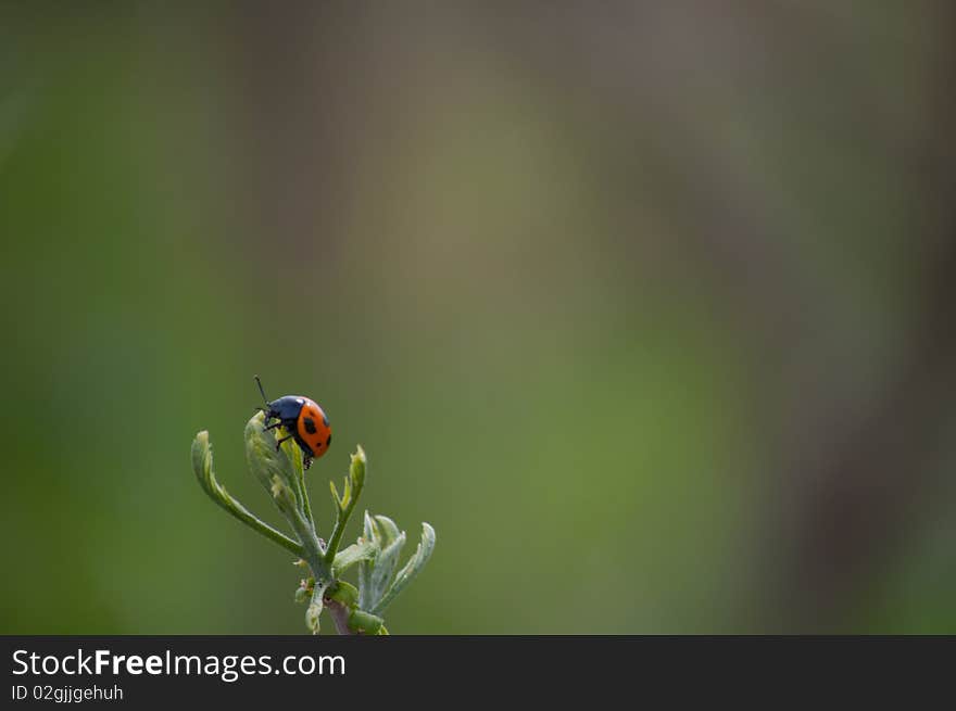 Lady bug on green branch. Lady bug on green branch