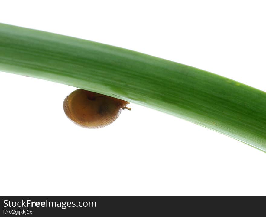 Leaves and snail