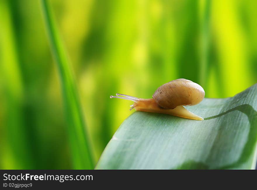 Leaves And Snail