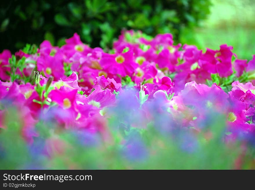 Unique shot of petunias