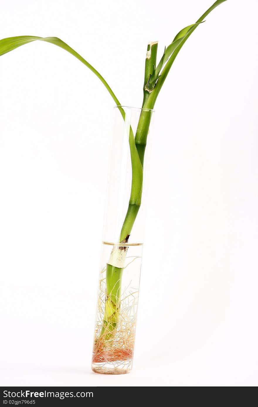 Bamboo branch in a transparent glass vesse