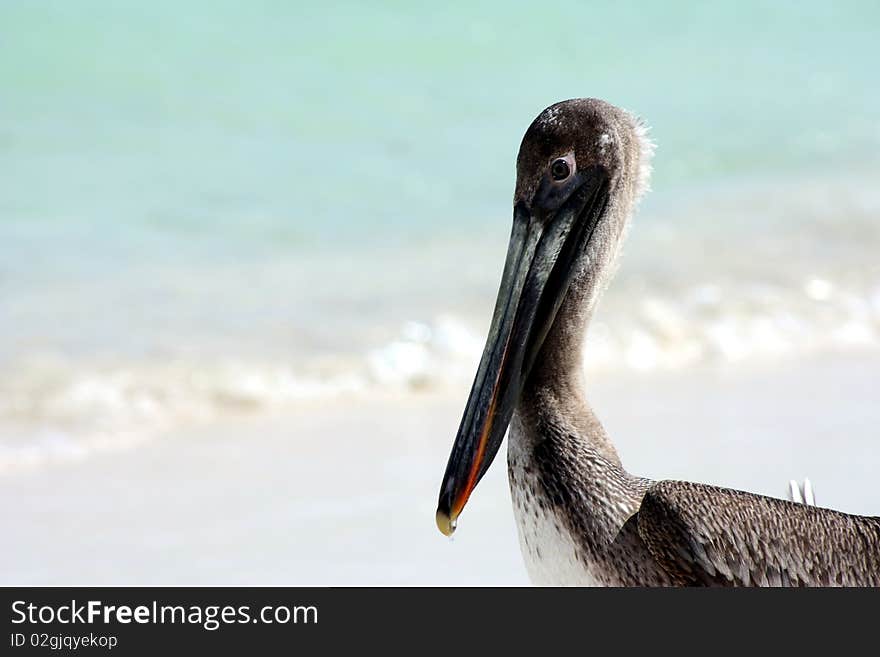 Flying pelican landing on beach in tropical habitat