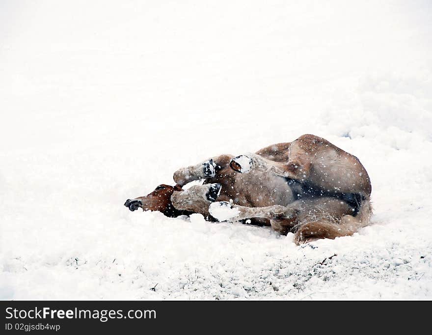 Horse playing