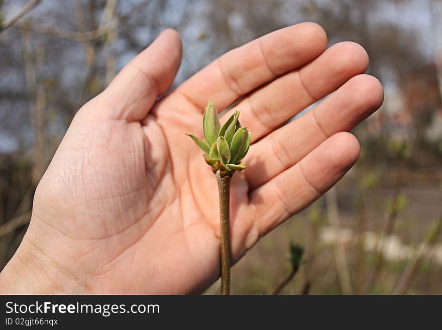 Spring branch with young leaves on a hand. Spring branch with young leaves on a hand