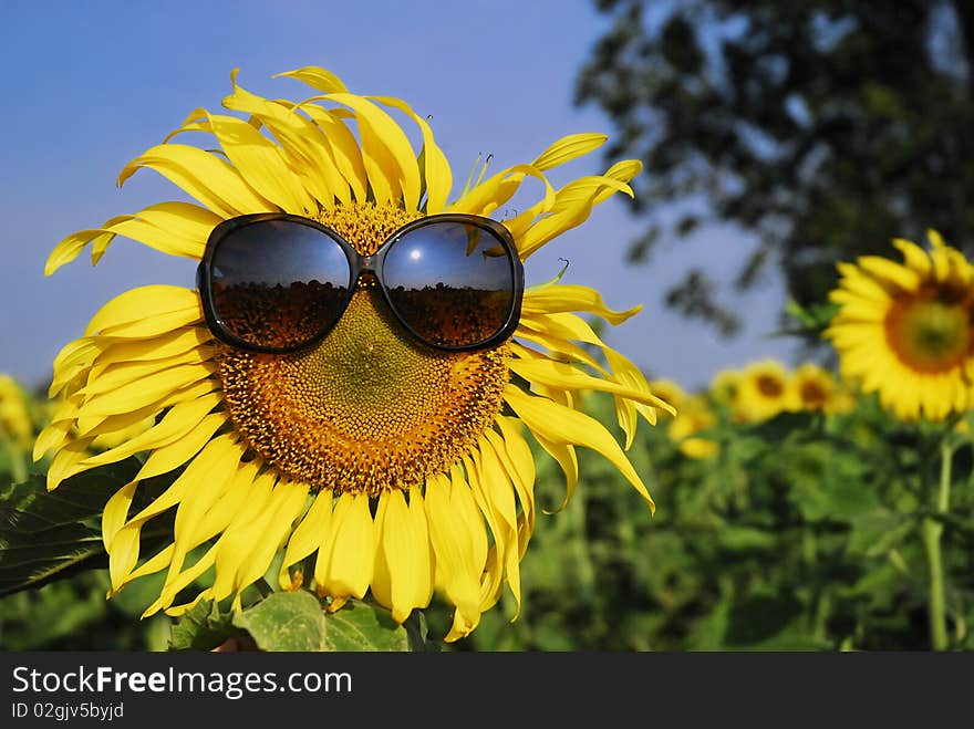 Sunflower wearing sunglasses