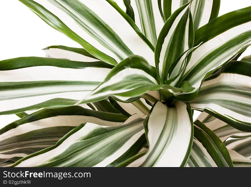 Macro view of striped succulent leaves over white background. Macro view of striped succulent leaves over white background