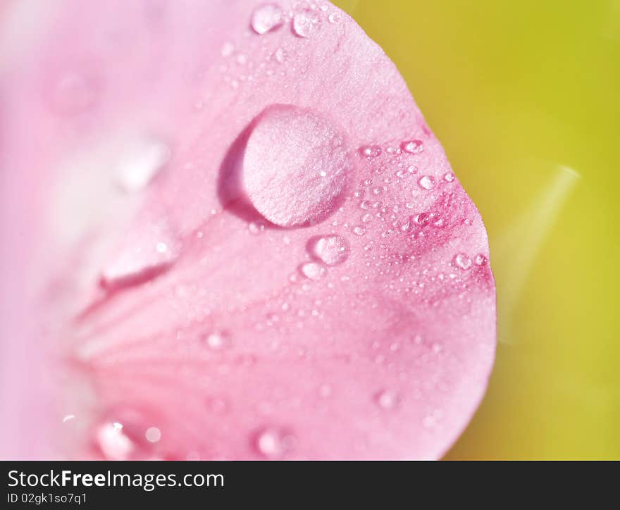 Pink petal with dews