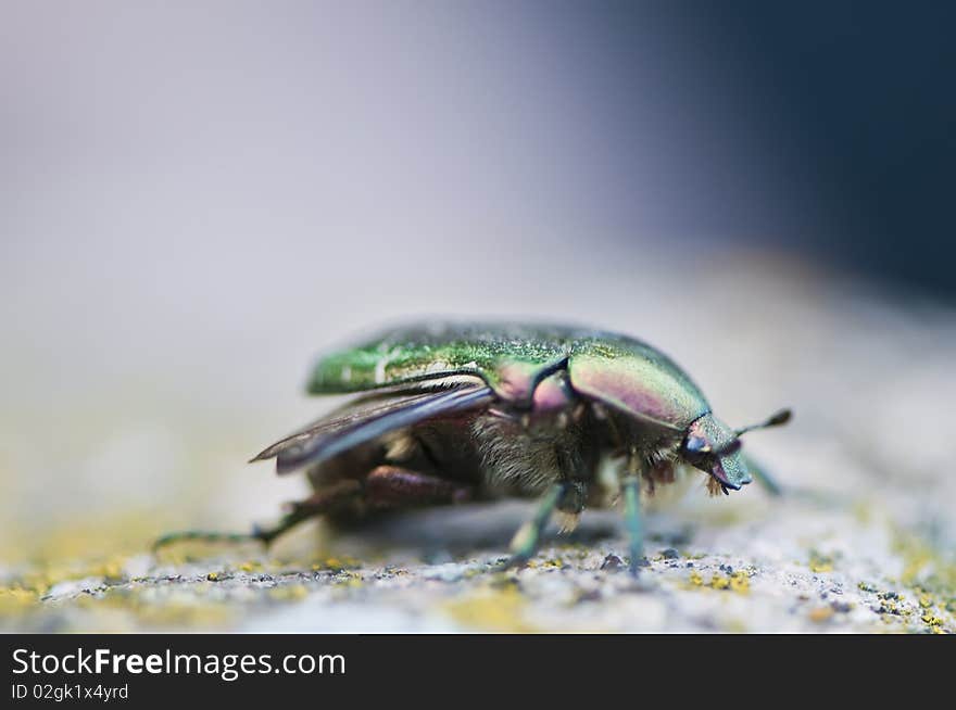 Rose chafer (Cetoniinae) macro image