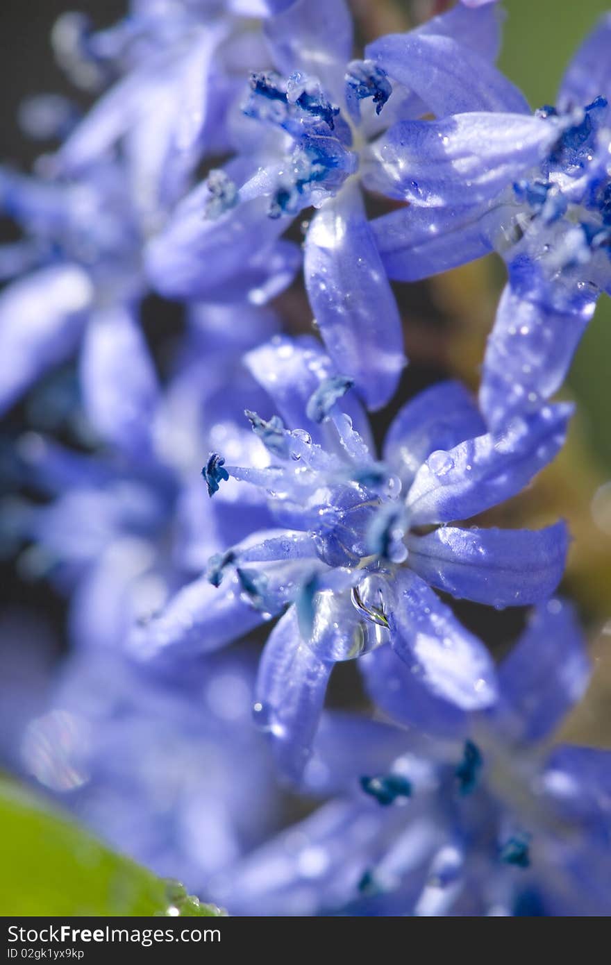 Macro of a blue flowers with drops of water on them.